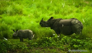 Chitwan National Park to improve grassland management to prevent rhino deaths