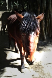 Did you know Kathmandu has a retirement home for donkeys? Here’s what goes on inside