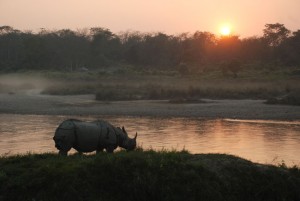 Why is the illicit rhino horn trade escalating?