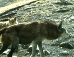 Why is this Nepali wolf hogging headlines around the world?