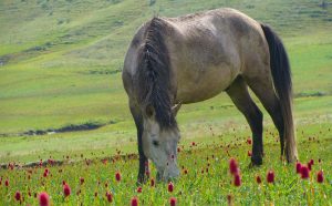 Khaptad: A banquet for the senses