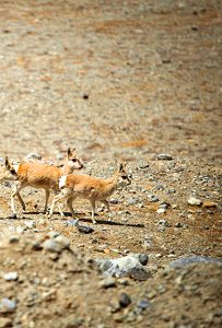 What World Environment Day 2016 means for Nepal, and the Hindu Kush region