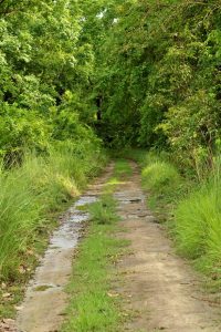 Bardia National Park: A Lullaby of Crunching Bones