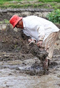 Four reasons why you should go plant some ‘rice’