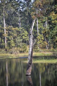 Finding wilderness at Chitwan’s Beeshazar Taal