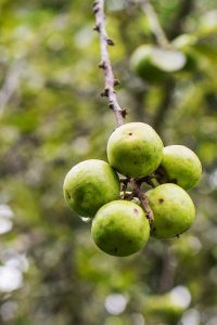 Four arrested for allegedly cutting down ‘Bodhichitta’ tree