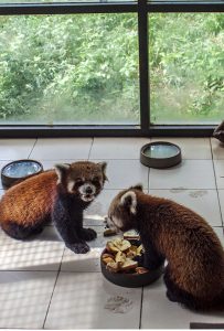 Meet Nepal zoo’s beloved red pandas who cannot survive without air conditioning