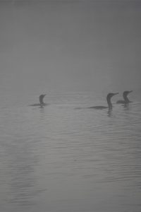 Taudaha: A foggy view of wetland not so far from urban jungle