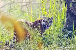 Tiger, leopard cat found dead in Chitwan, Tanahun