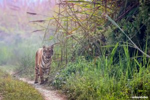 In photos: Encounter with the Royal Bengal Tiger in Nepal’s woods