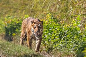 Nepal and India to conduct joint tiger census