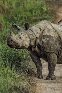 Rhino numbers recover, but new threats emerge