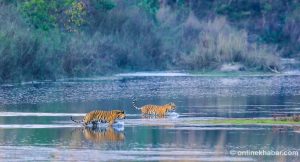 Nepal, India share global tiger conservation award