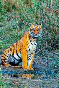 Visiting the tiger in its lair in Baridiya National Park