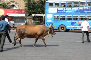 Holy cow: as Hindu nationalism surges in India, cows are protected but minorities not so much