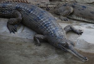 Gharials in Nepal: A story of hope and fear