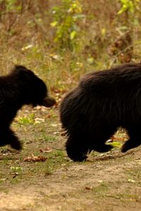 Why never, ever go near a mama bear when she’s with her cub