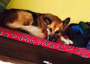 The story of Maya: Why puppy mills in Kathmandu need to stop