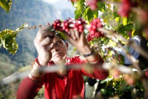 New study claims 96% of Nepali coffee produce is ‘organic’