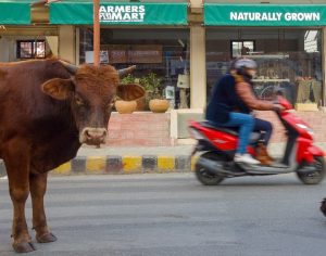 Writ at Supreme Court seeks protection of stray cattle