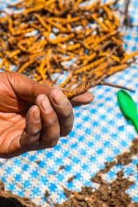 In pictures: A day in the life of ‘Himalayan Viagra’ pickers