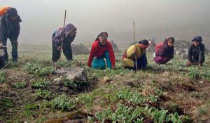 Snowfall affects yarsagumba collection in Manang