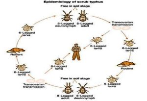 Scrub typhus in Chitwan: 37 test positive in two weeks