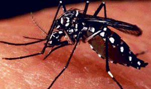 Dengue infection spreads over 71 districts