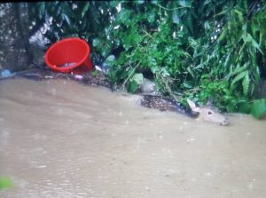 Rapti floods more than 100 hotels in Sauraha