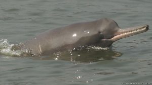 Dolphins in Nepal are making a comeback. It’s time to accelerate their conservation