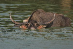 At Koshi Tappu: Experiencing animals’ fear of humans firsthand