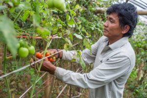 Prosperous Tarai irrigation special programme launched