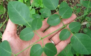 The tree of life: Moringa Oleifera