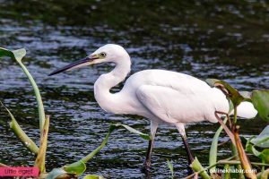 Chitwan waterbird census: Six species which were found last year are missing now