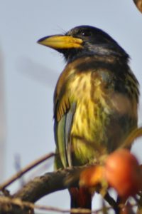 Birds at Shivapuri: Perfect companions on a lazy day