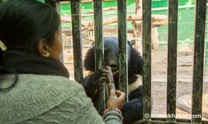 It’s love that counts: Why life and death of captive animals moves these zookeepers?