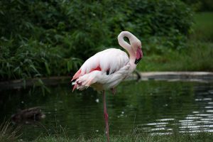 Annual waterbird census begins in Koshi Tappu