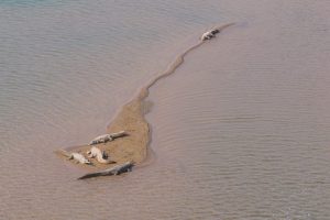 Chitwan National Park releases 52 gharials into rivers across Nepal