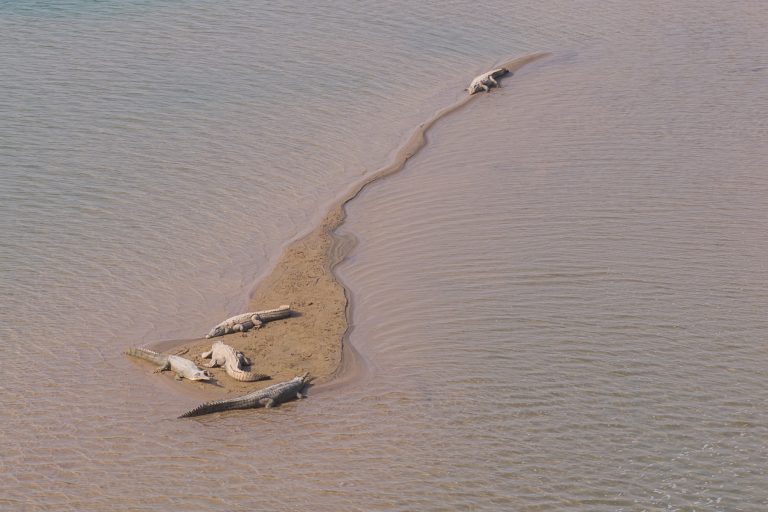 File: Gharials in Nepal