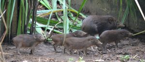 The pygmy hog: To the brink of extinction and back