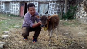 Population of Nepal’s naumuthe cow is dwindling