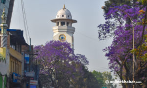 Jacaranda in Kathmandu: A beautiful flower’s ‘invasive’ love affair with Nepal’s capital