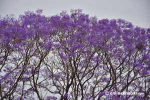 Jacaranda mimosifolia: This ‘beautiful yet invasive’ plant is in love with Kathmandu for 150 years