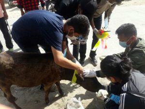 Wait for few months and many street animals in Kathmandu will have reflective collars