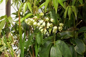 Nepali ‘sausage vine’ is famous in UK, yet remains unknown in Nepal