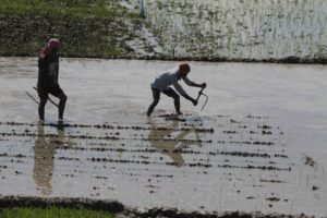 Nepal sees 9 per cent rise in paddy harvest