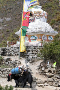 Journey to Everest: This is how supplies for climbers are transported to the base camp