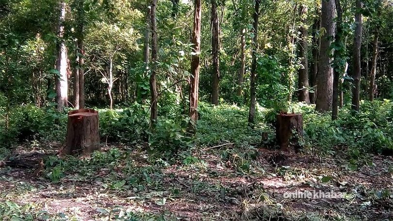 File: A forest in Rautahat, southern Nepal