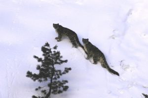 Return of the wolf to Nepal’s Himalayas may threaten snow leopards