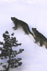 Photographing the elusive snow leopard in the high Himalayas